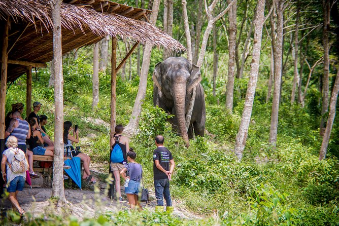 Phuket Elephant Sanctuary: Ethical Elephant Tourism - Nature and Wildlife