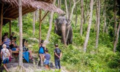 Phuket Elephant Sanctuary: Ethical Elephant Tourism by Bangtao Beach Bar Phuket Elephant Sanctuary: Ethical Elephant Tourism by Bangtao Beach Bar