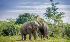 An Afternoon with the Elephants at Phuket Elephant Sanctuary by Bangtao Beach Bar An Afternoon with the Elephants at Phuket Elephant Sanctuary by Bangtao Beach Bar