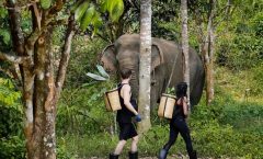 Phuket: Full-Day Phuket Elephant Sanctuary Tour with Meals by Bangtao Beach Bar Phuket: Full-Day Phuket Elephant Sanctuary Tour with Meals by Bangtao Beach Bar