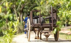 Full-Day Phuket Local Life Culture Tour with Pickup and Lunch by Bangtao Beach Bar