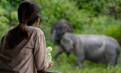 Phuket: Canopy Walkway Tour of the Elephant Sanctuary by Bangtao Beach Bar Phuket: Canopy Walkway Tour of the Elephant Sanctuary by Bangtao Beach Bar