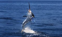 Racha Island Fishing Tour from Phuket by Bangtao Beach Bar Racha Island Fishing Tour from Phuket by Bangtao Beach Bar