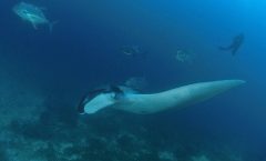 SCUBA Diving tour Racha and Coral islands full day tour by Bangtao Beach Bar SCUBA Diving tour Racha and Coral islands full day tour by Bangtao Beach Bar