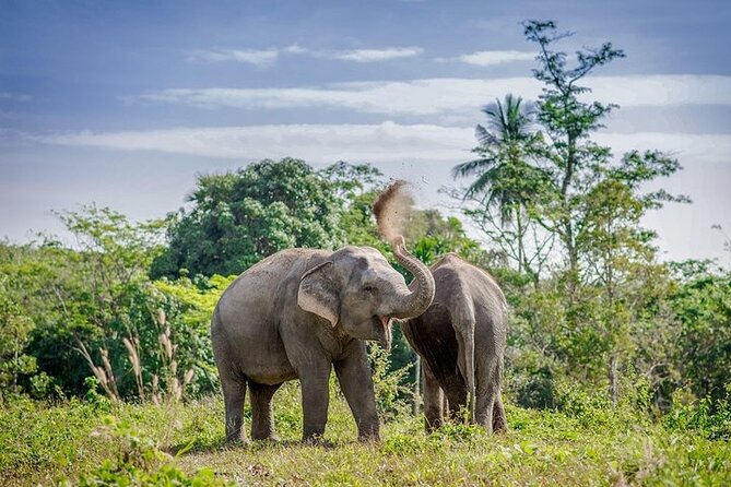 An Afternoon with the Elephants at Phuket Elephant Sanctuary - Nature and Wildlife