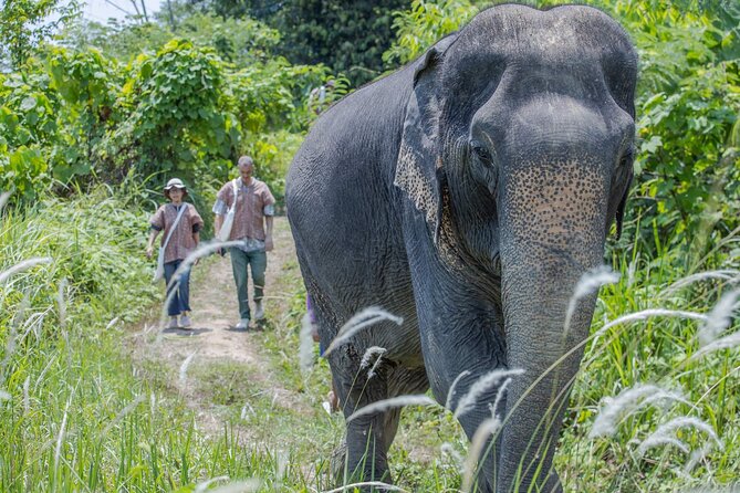 Phuket: Elephant Sanctuary Small Group Tour by Bangtao Beach Bar Phuket: Elephant Sanctuary Small Group Tour - Nature and Wildlife