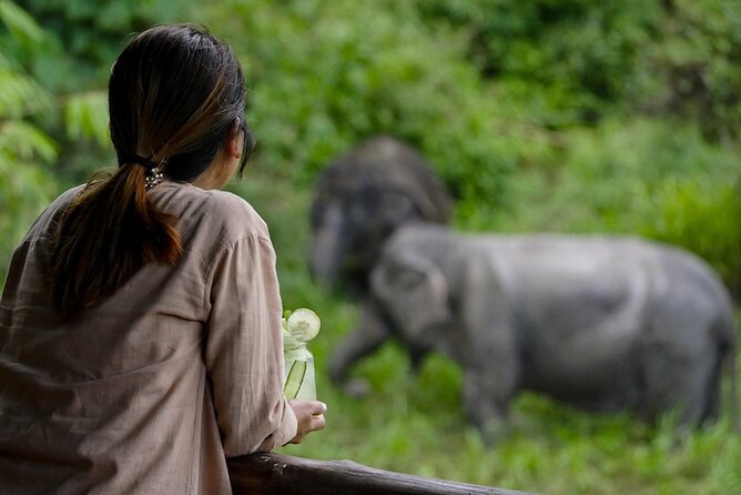 Phuket: Canopy Walkway Tour of the Elephant Sanctuary by Bangtao Beach Bar Phuket: Canopy Walkway Tour of the Elephant Sanctuary - Nature and Wildlife