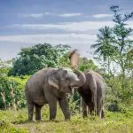 An Afternoon with the Elephants at Phuket Elephant Sanctuary by Bangtao Beach Bar
