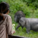Phuket: Canopy Walkway Tour of the Elephant Sanctuary by Bangtao Beach Bar