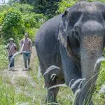 Phuket: Elephant Sanctuary Small Group Tour by Bangtao Beach Bar