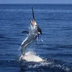 Racha Island Fishing Tour from Phuket by Bangtao Beach Bar