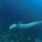 SCUBA Diving tour Racha and Coral islands full day tour by Bangtao Beach Bar