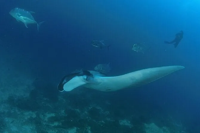 SCUBA Diving tour Racha and Coral islands full day tour by Bangtao Beach Bar SCUBA Diving tour Racha and Coral islands full day tour - Scuba Diving